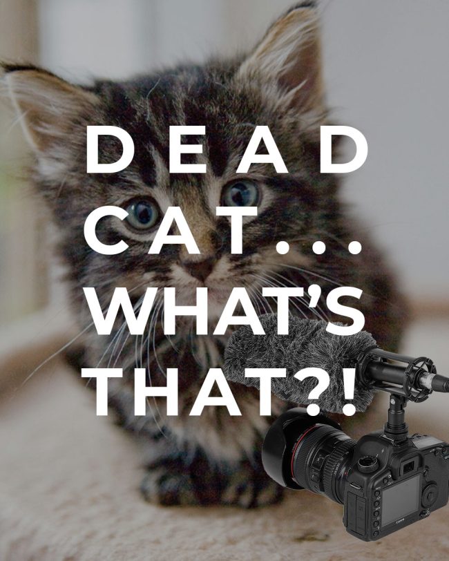 dead-cat