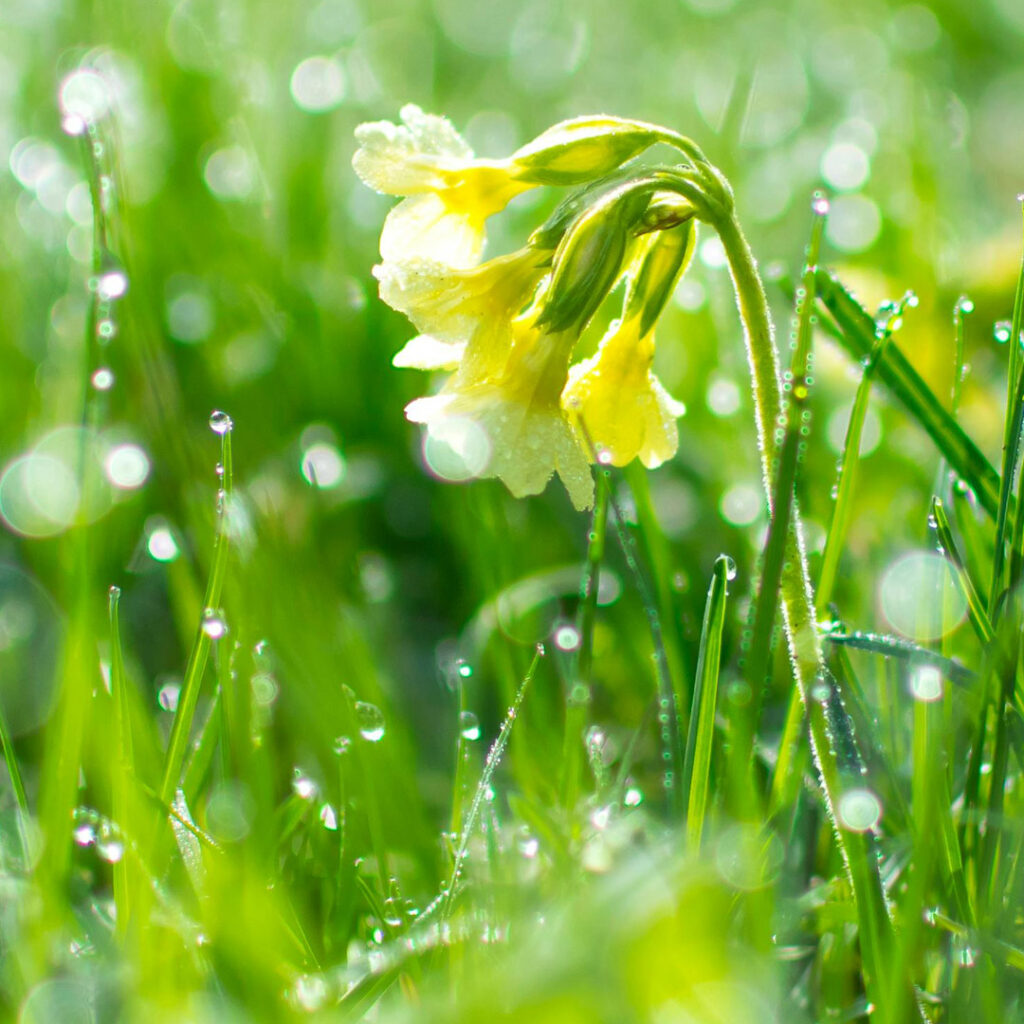 croft-tvs-spring-2025-featured-image